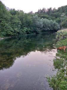 a dog standing in the water next to a river at slavko in Šipovo