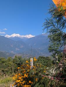 a field of flowers with mountains in the background at Mochilero Homestead in Pelling
