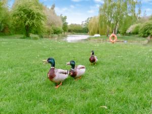 three ducks standing in the grass near a river at Swallow - Uk41035 in Marston +7 photos