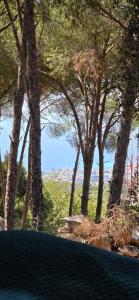a group of trees with a view of the ocean at Snawbar glamping in ‘Ibrīn