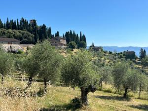 a group of olive trees in a field at La Culla del Mugello in Scarperia