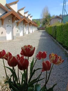 a group of red and yellow flowers on a street at Esquel Apart Loft in Esquel