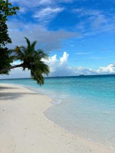 a palm tree on a beach with the ocean at Island Hospitality in Himandhoo 