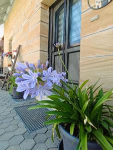 a group of plants sitting outside of a building at Ferienhaus Mitteldachstetten, ruhige Lage, kostenlos parken, WLAN free in Oberdachstetten