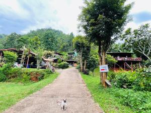 a cat walking down a dirt road next to a tree at Forest Fishing in Ban Pa Kluai