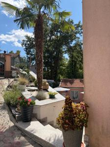 a palm tree in a courtyard with potted plants at Apartman Indy in Marčelji