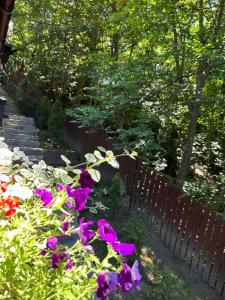 a garden with purple flowers and a wooden fence at Hegyi-lak vendégház in Praid