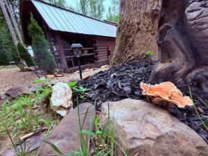 a tree and rocks in front of a log cabin at Big Bear Log cabin in Cosby