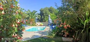 ein Swimmingpool mit Sonnenschirm und einigen Pflanzen in der Unterkunft Sami View Studios in Sami
