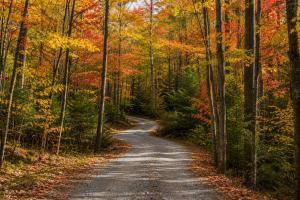 a road in the woods in the fall at Private Sauna Cabin Sleeps 34 Game Rooms in Pigeon Forge