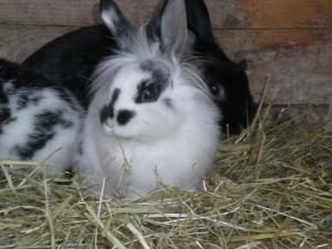 Tiere in der Ferienwohnung oder in der Nähe