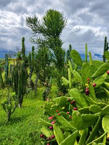 a group of plants and cacti in a field at El Caney Experiences in Armenia +6 photos