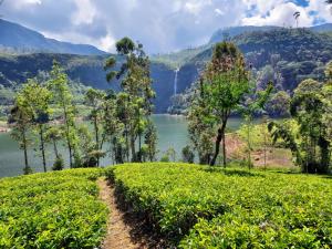a tea plantation with a lake in the background at Madhusha Rest in Maskeliya