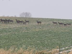 a herd of deer walking across a field at Lejbølle gamle Bageri værelse 2 in Bøstrup
