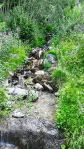 a stream of rocks and plants on a hill at Petit Flocon in Pila