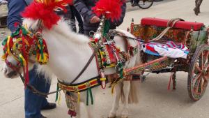 Ein weißes Pferd zieht einen roten Wagen auf einer Straße in der Unterkunft Residenza Del Turista in Catania