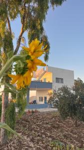 a yellow flower hanging from a tree in front of a building at Beit Philodemus 2 - IRIS in Um Qeis