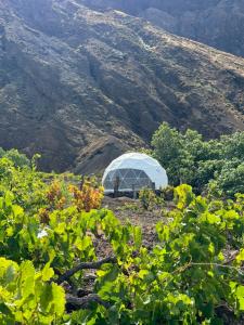 a greenhouse in a vineyard with mountains in the background at Sodade Eco Camp in Portela