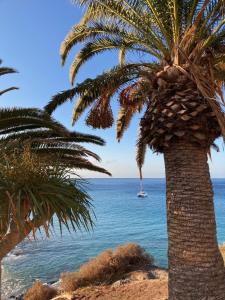 a palm tree on the beach with a boat in the ocean at Casa Monte y Mar in Morro del Jable