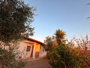 a house with a palm tree in front of it at Agriturismo Siviglia in Tocci