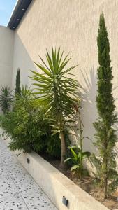 a group of plants in a planter next to a building at فيلا هابي نايت in Ash Shafa +8 photos