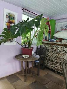 a potted plant sitting on a table in a room at Banian Camping petit déjeuner offert in Bora Bora