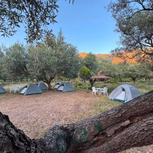 a group of tents in a field with trees at SeaGrove Camping in Himare