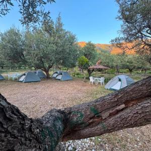 a group of tents in a field with trees at SeaGrove Camping in Himare
