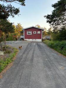 a dog walking down a road in front of a house at Lilla stugan Orust in Svanesund