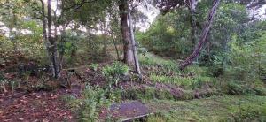 a wooden box sitting in the middle of a forest at Pureanei in Rawene +5 photos