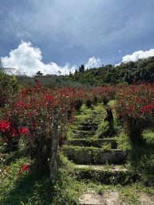 a field of red flowers in a field at La Photinia in Villamaría