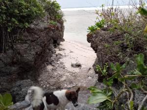 a brown and white dog walking on the beach at Calicoan Surf Retreat unique family room in Guiuan