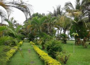 a row of palm trees and plants in a field at Hotel Puma Bungalow in Huu +4 photos