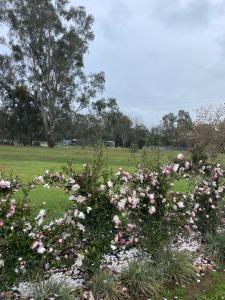a bunch of pink flowers in a field at Guinevere 2 in Myrtleford +2 photos
