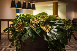 a green plant in a pot in a room at Sheraton Duesseldorf Airport Hotel in Düsseldorf