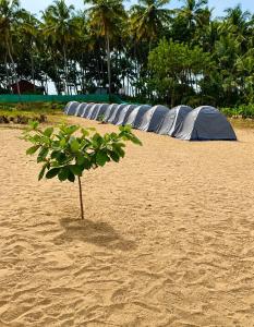a small tree on a beach with tents in the background at Mantan Stay in Tadri