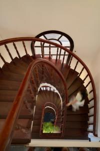a spiral staircase with a dog running down it at Hanachi Stay in Ho Chi Minh City +59 photos