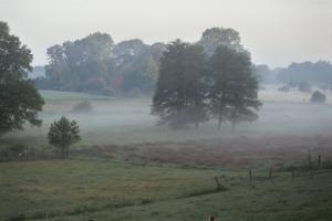 a foggy field with trees and trees in the background at Herberge am Mönchsbruch in Gerdau +10 photos