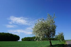 a tree with white flowers in a green field at Herberge am Mönchsbruch in Gerdau