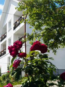 a group of red roses in front of a building at Villa Maria in Slavske