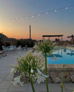 a group of white flowers sitting next to a pool at Masseria Voluzzi in Copertino