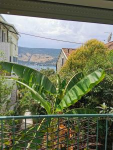 a large green banana plant sitting on a balcony at Apartman Ex-Yu in Španjola