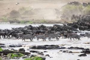 a herd of zebras and other animals crossing a river at Kuoom Serengeti in Robanda