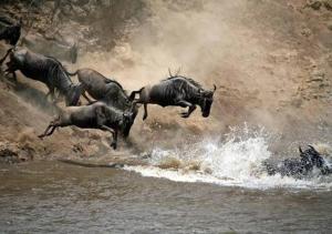 a herd of wild animals running across a river at Kuoom Serengeti in Robanda +53 photos