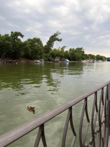 a duck floating in the water next to a bridge at Vasilisa Luxury River House in Pančevo