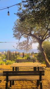 a wooden bench sitting in front of a tree at Camping Himara in Himare