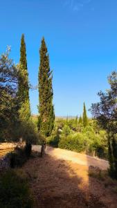 a dirt road with two tall trees in a field at Camping Himara in Himare +15 photos