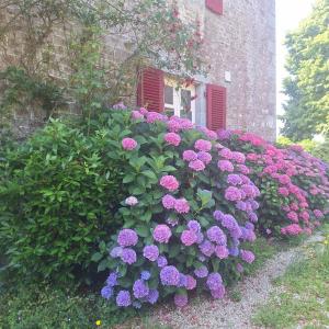 a bush of pink and purple flowers in front of a building at Les Roches Blanches Emplacements camping-car, tente, caravane in Guenroc