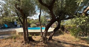 a swimming pool in a yard with two trees at Casa Geco in Flayosc
