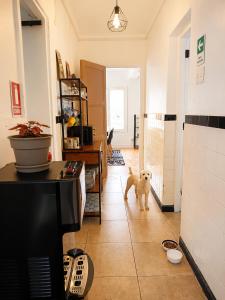 a dog standing in the middle of a kitchen at Casa Tribu in Viña del Mar